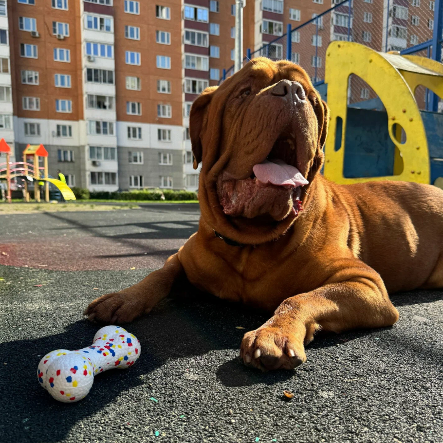 Игрушка TopPet Bloom Кость большая 21 см для собак